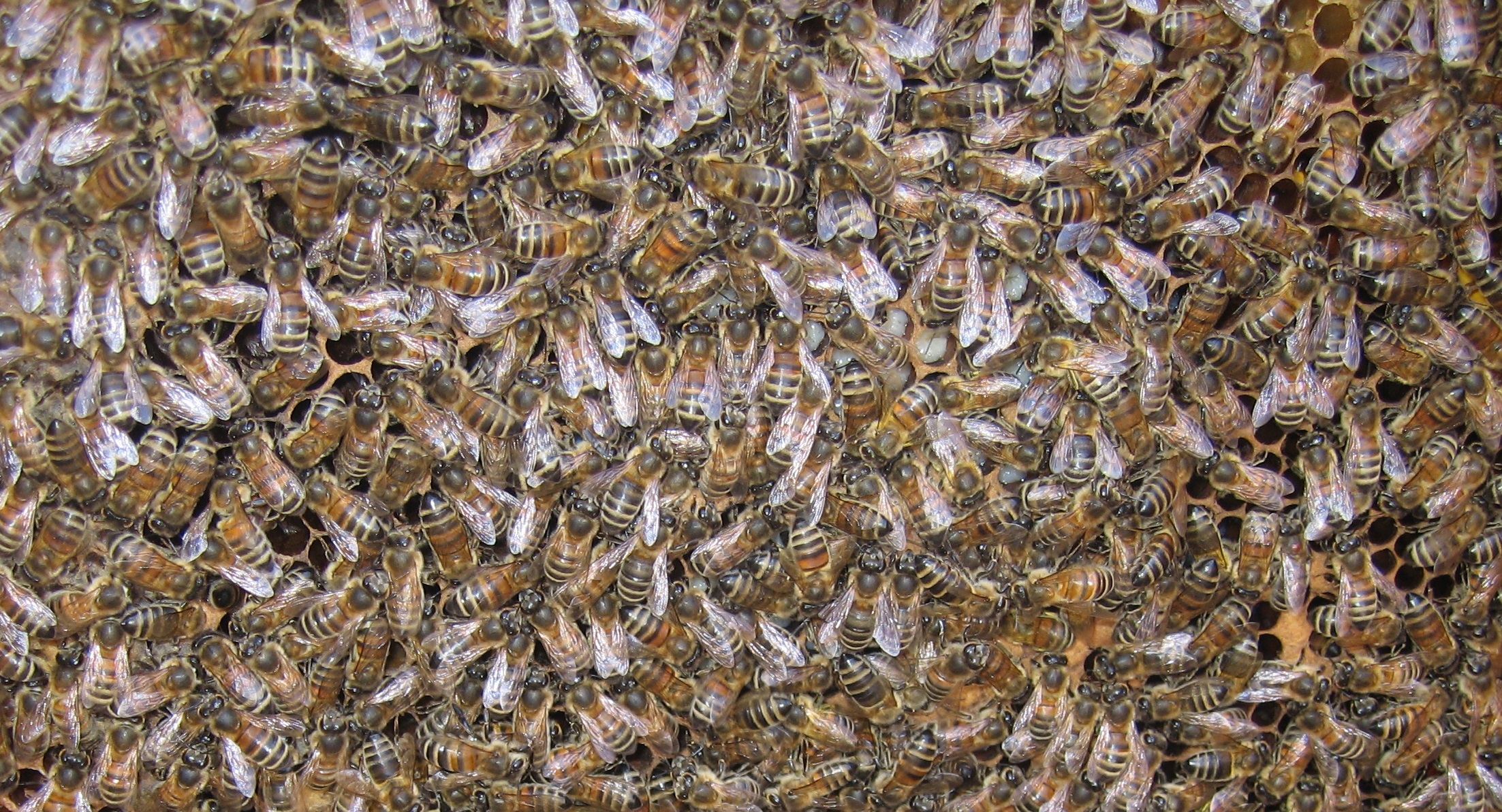 bees on comb