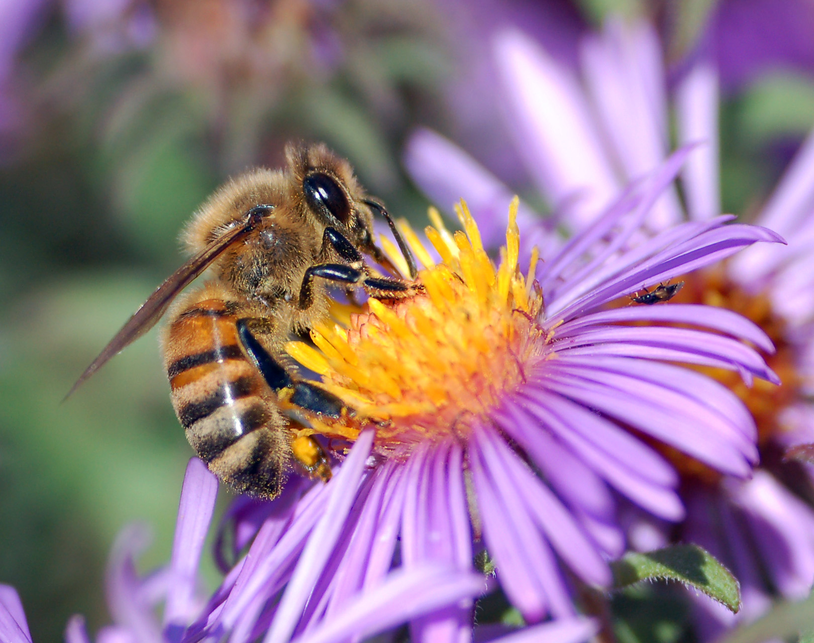 honey bee extracts nectar